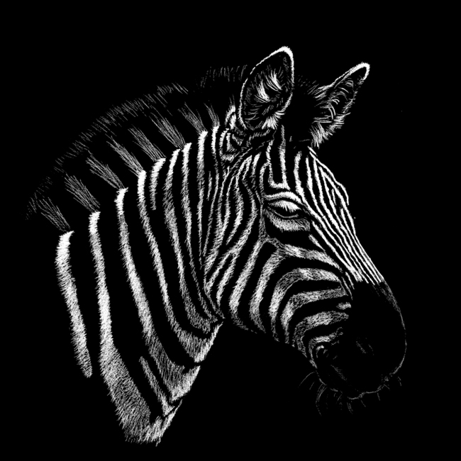 Zebra Portrait weiß auf schwarz