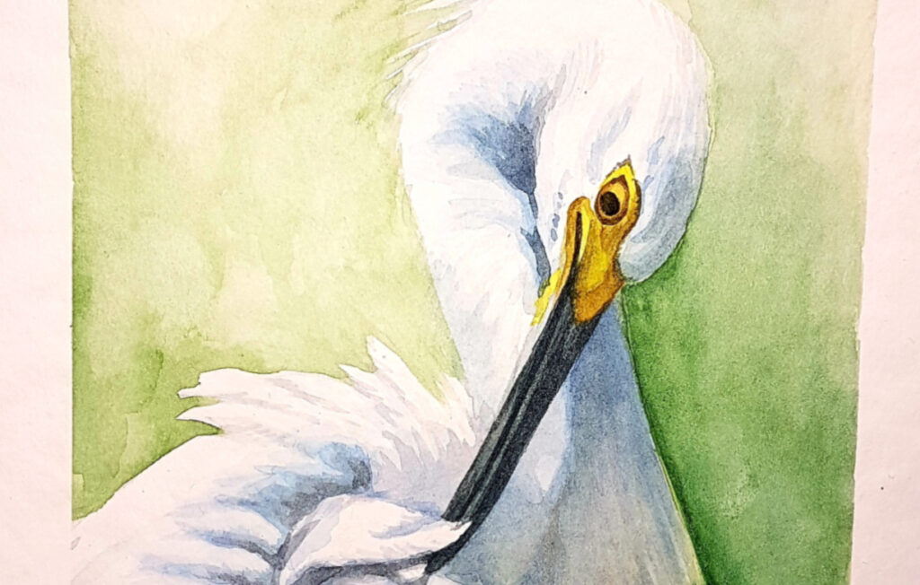 Aquarell Portrait: Silberreiher